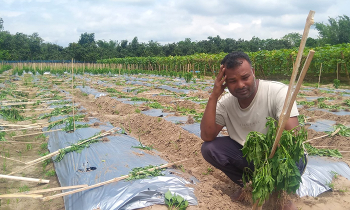 দিনাজপুরের ২ হাজার মরিচ গাছ রাতের আধারে তুলে ফেলে র্দুবৃত্তরা