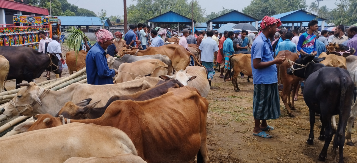 সেতাবগঞ্জ কুরবানীর গরু ছাগলের ক্রয় বিক্রয়ের জন্য প্রসিদ্ধ হাট