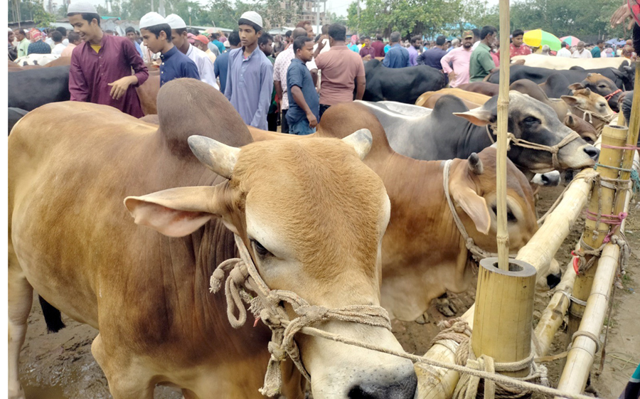 বোচাগঞ্জে জমে উঠছে কোরবানির পশুর হাট