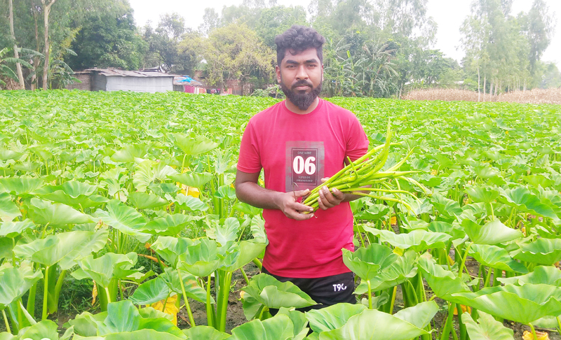 বোচাগঞ্জে কচুর লতি চাষ করে 8 তরুণ স্বাবলম্বী